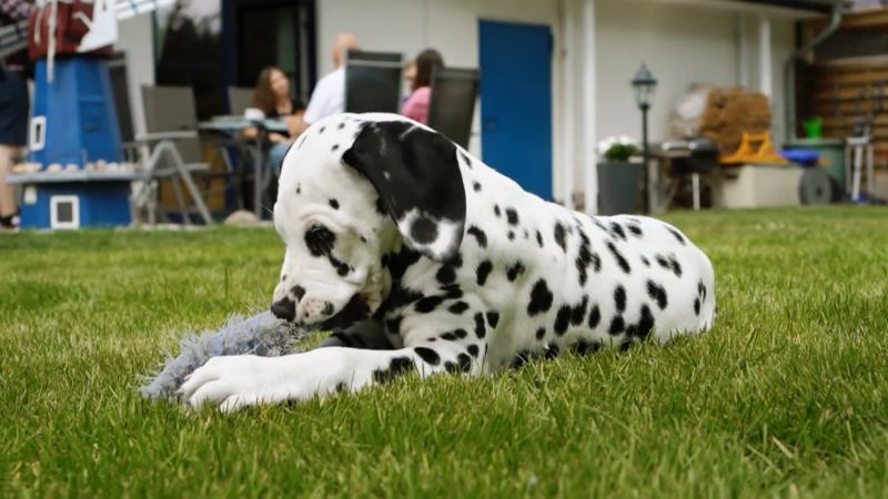Der "Vorzeigewelpe" nimmt den Garten auseinander