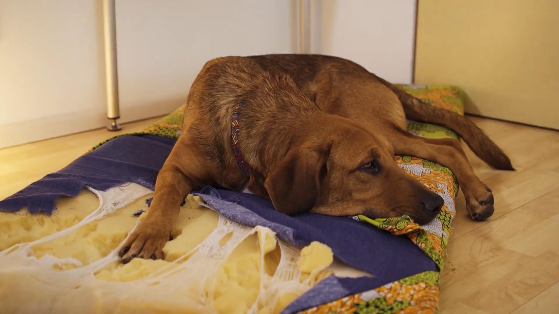 Junghund Caramello langeweilt sich