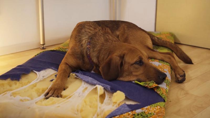 Junghund Caramello langeweilt sich