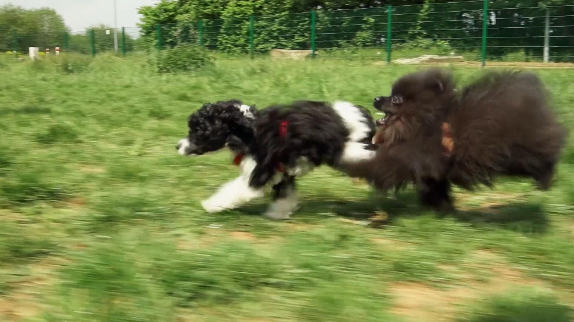 Zwergpudel Wilko darf heute zum Spielen