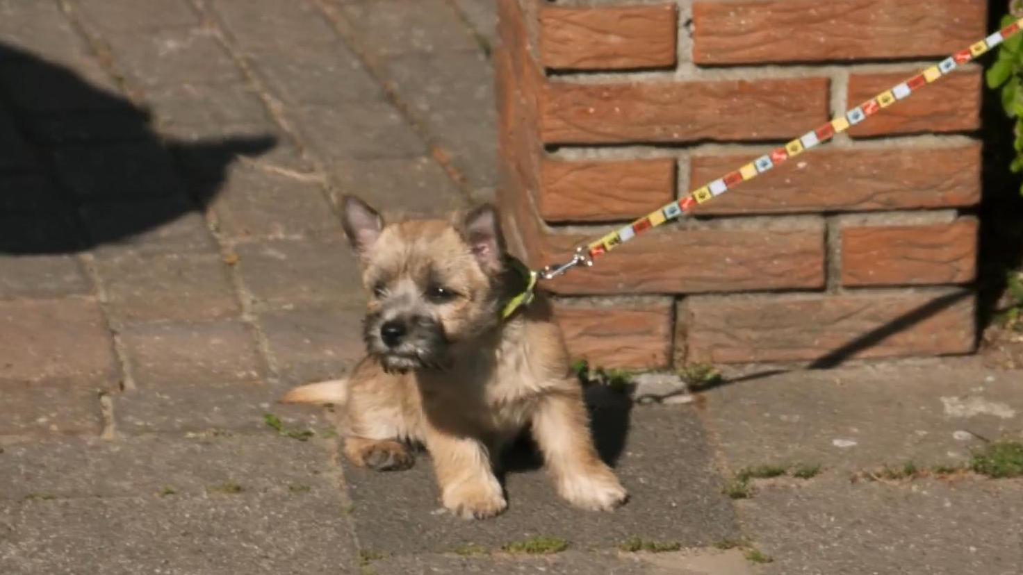 Lisca traut sich nicht vom Grundstück