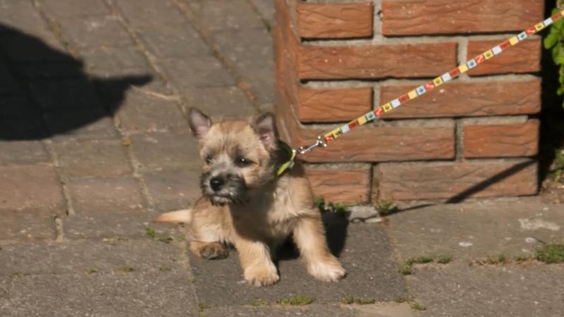 Lisca traut sich nicht vom Grundstück