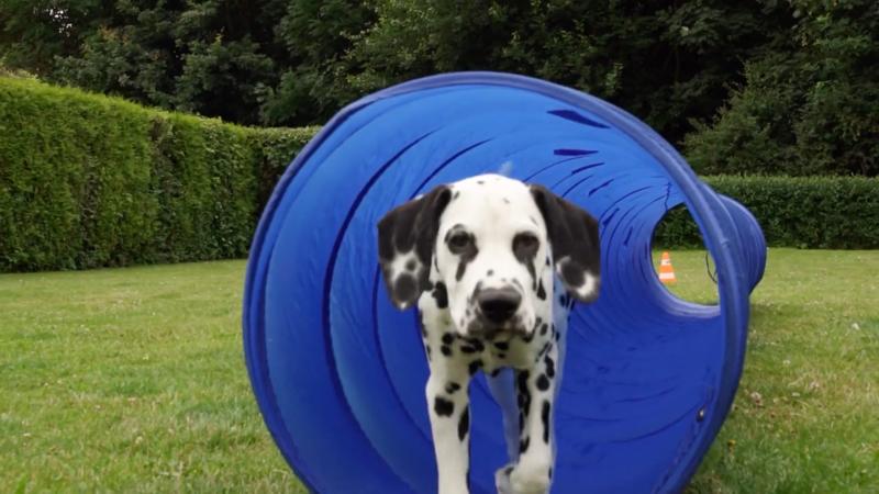 Aidan hat einen eigenen Parcours im Garten