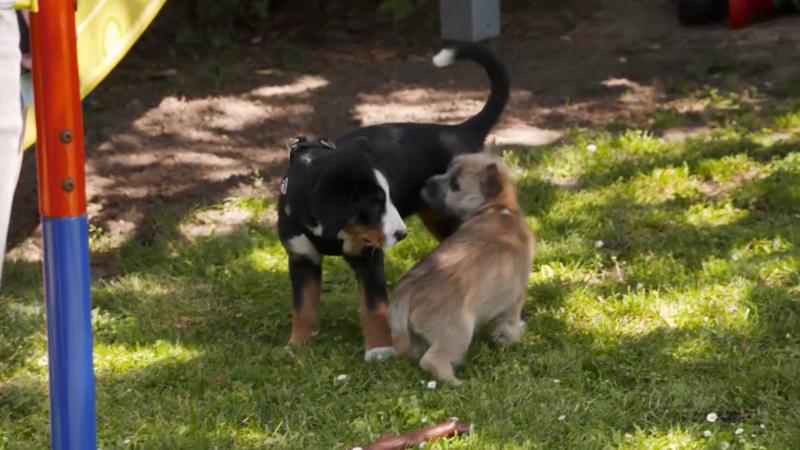 Die Nachbar-Welpen lernen sich kennen