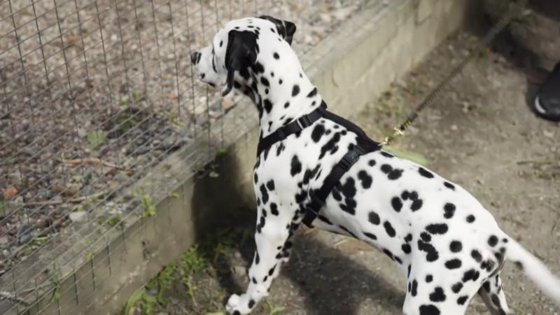 Mit Welpe Aidan in den Tierpark