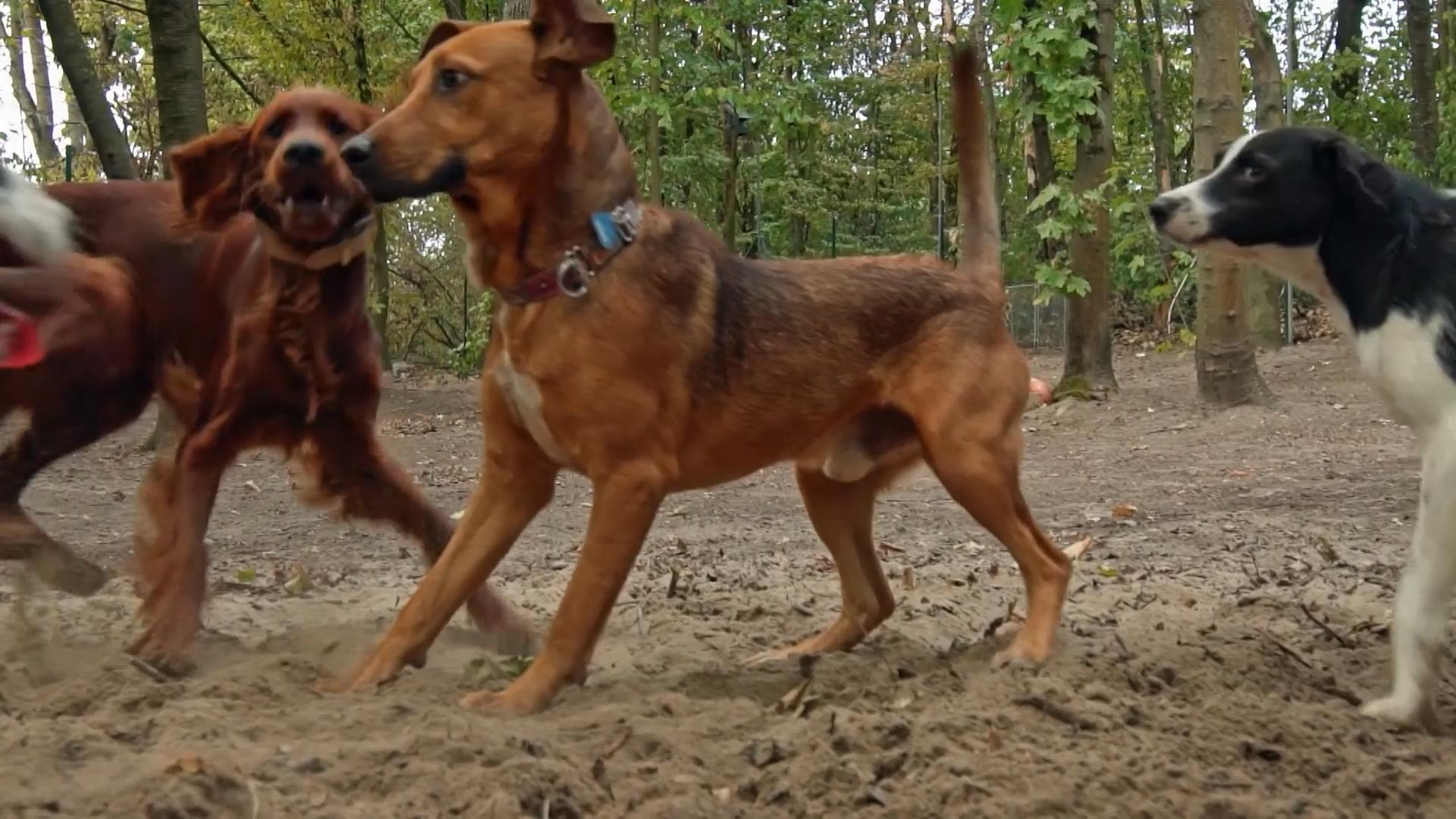 Caramello tobt auf der "Hunde-Ranch"