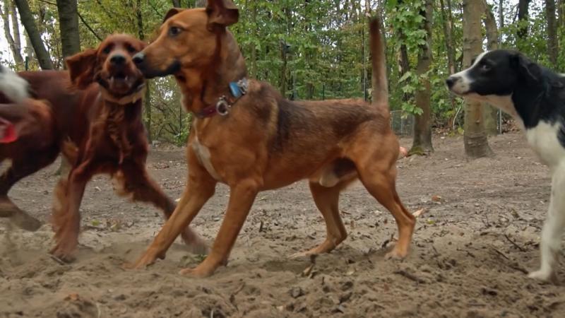 Caramello tobt auf der "Hunde-Ranch"