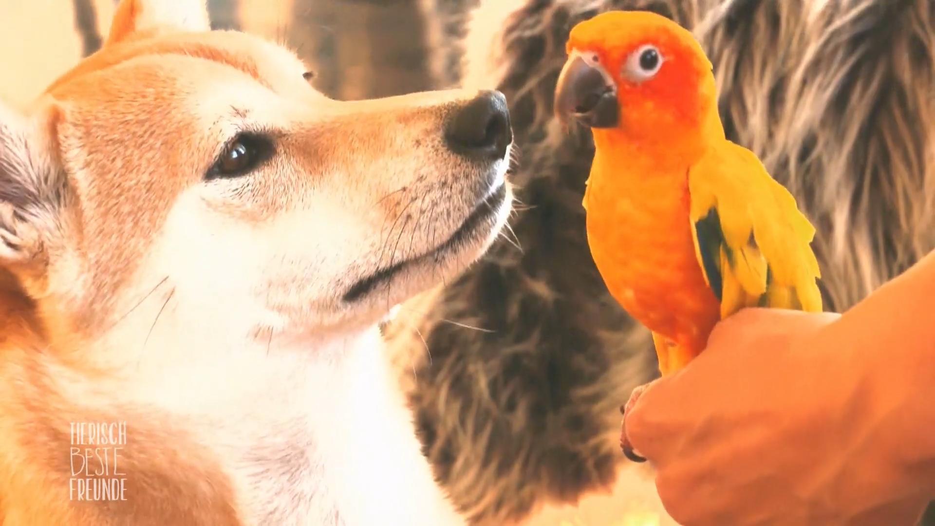 In Brooklyn sind ein Hund, ein Kater und ein Papagei Freunde