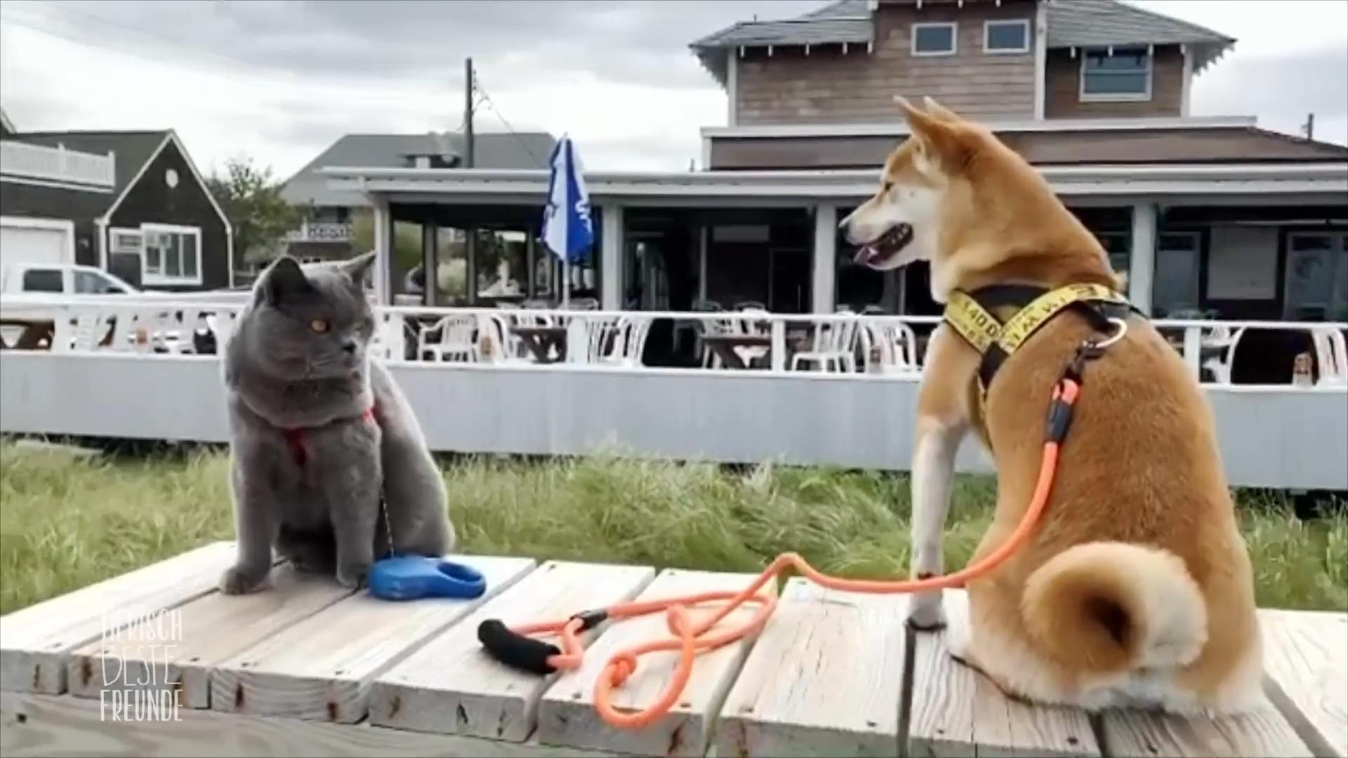 Was verbindet Kater, Hund und Papagei?