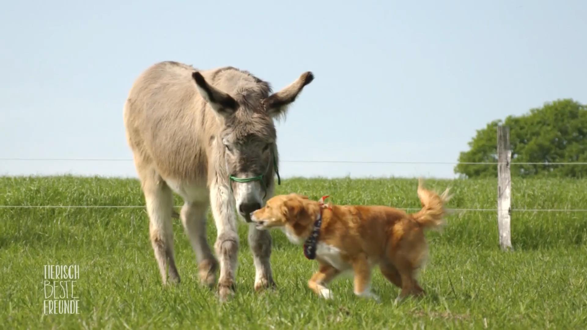 Esel Horst und Hund Sky haben sich gesucht und gefunden