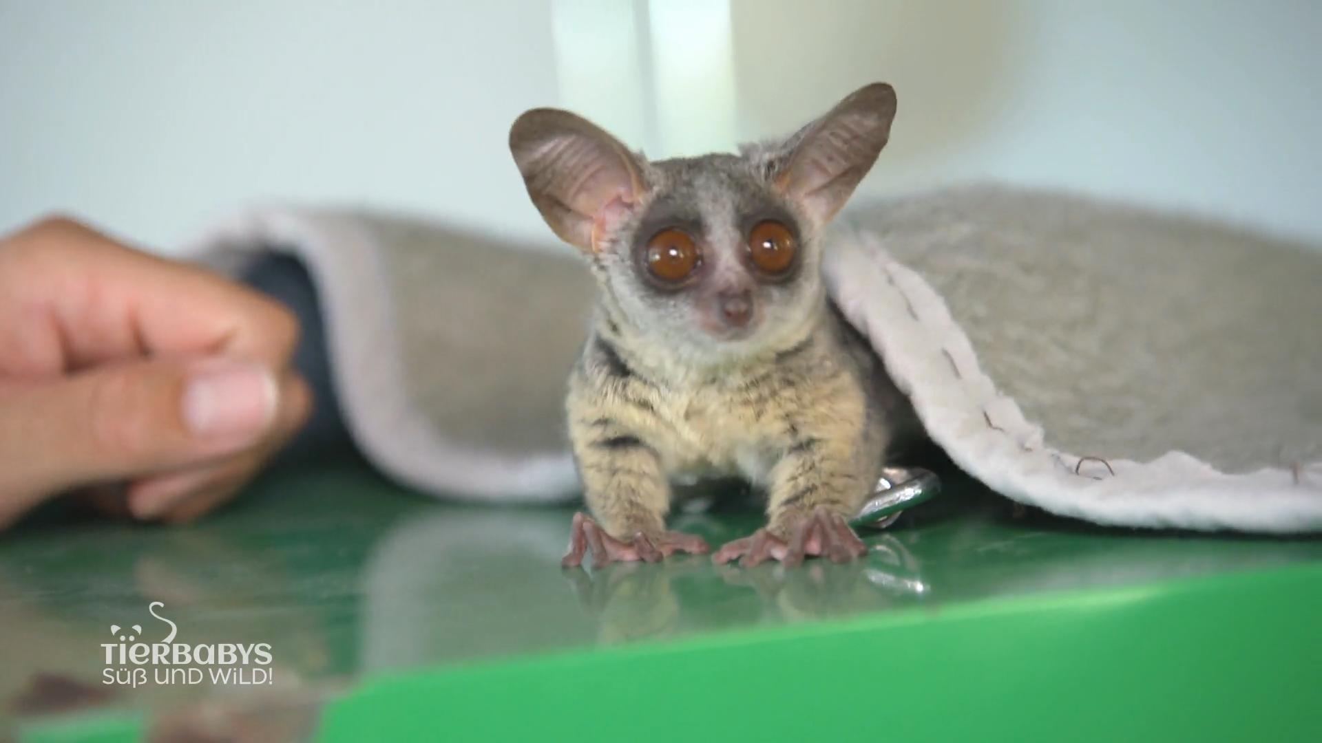 Das Buschbaby bekommt ein neues Zuhause