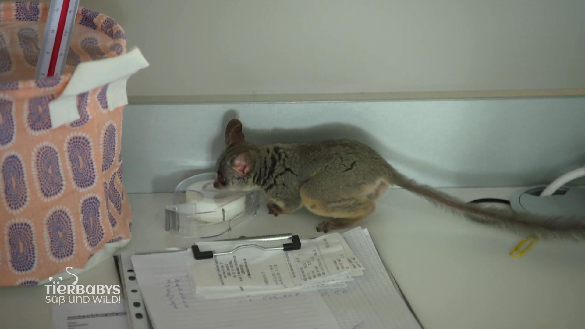 Galagobaby Baby hat viel Unsinn im Kopf!