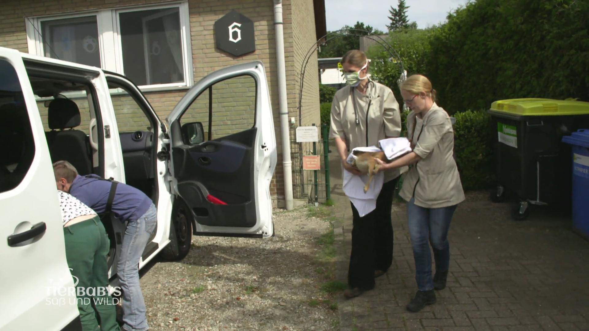 Der Umzug in das Auswilderungsgehege steht an!