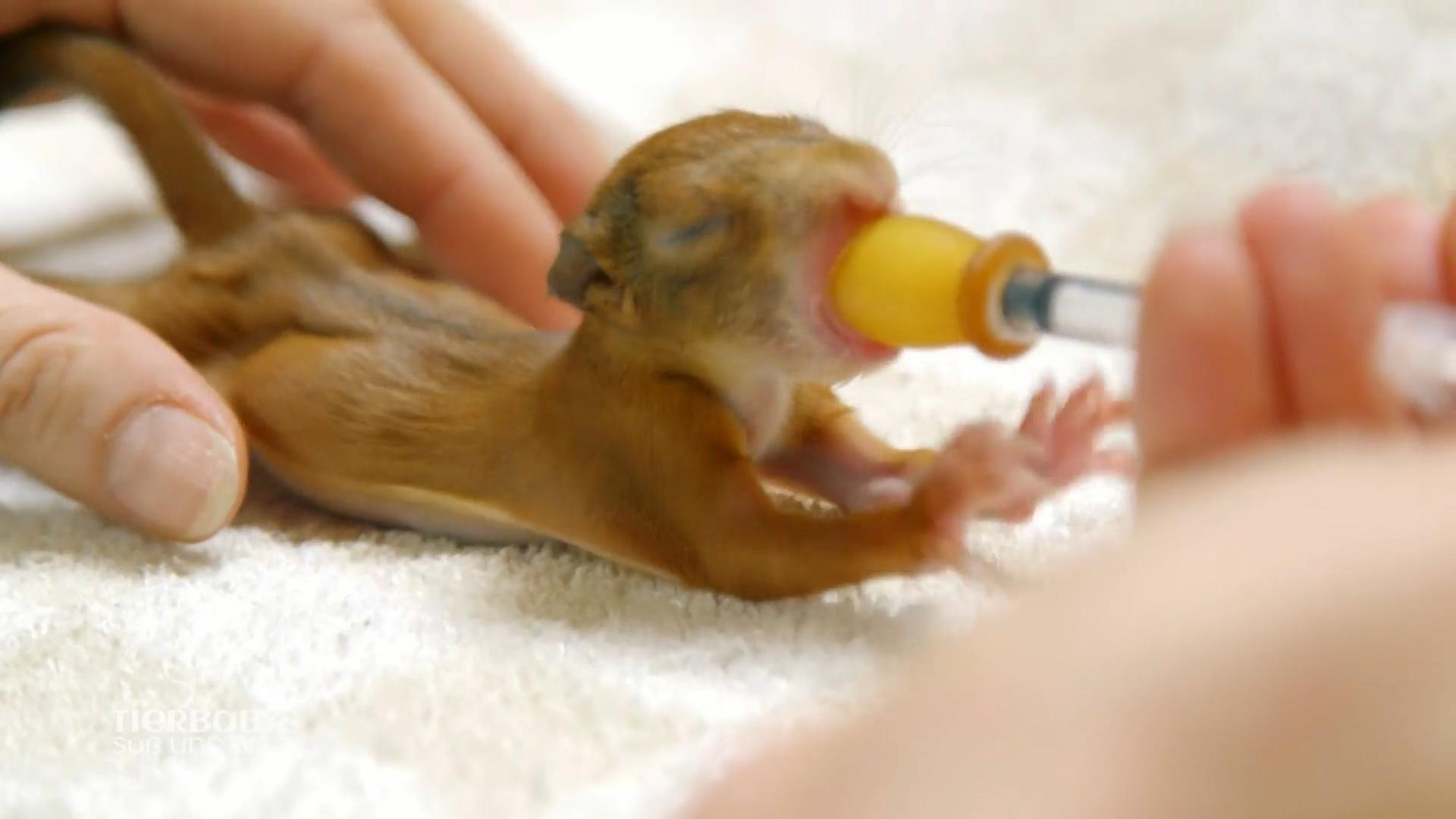 Die Aufzucht der Tierbabys kostete viel Kraft
