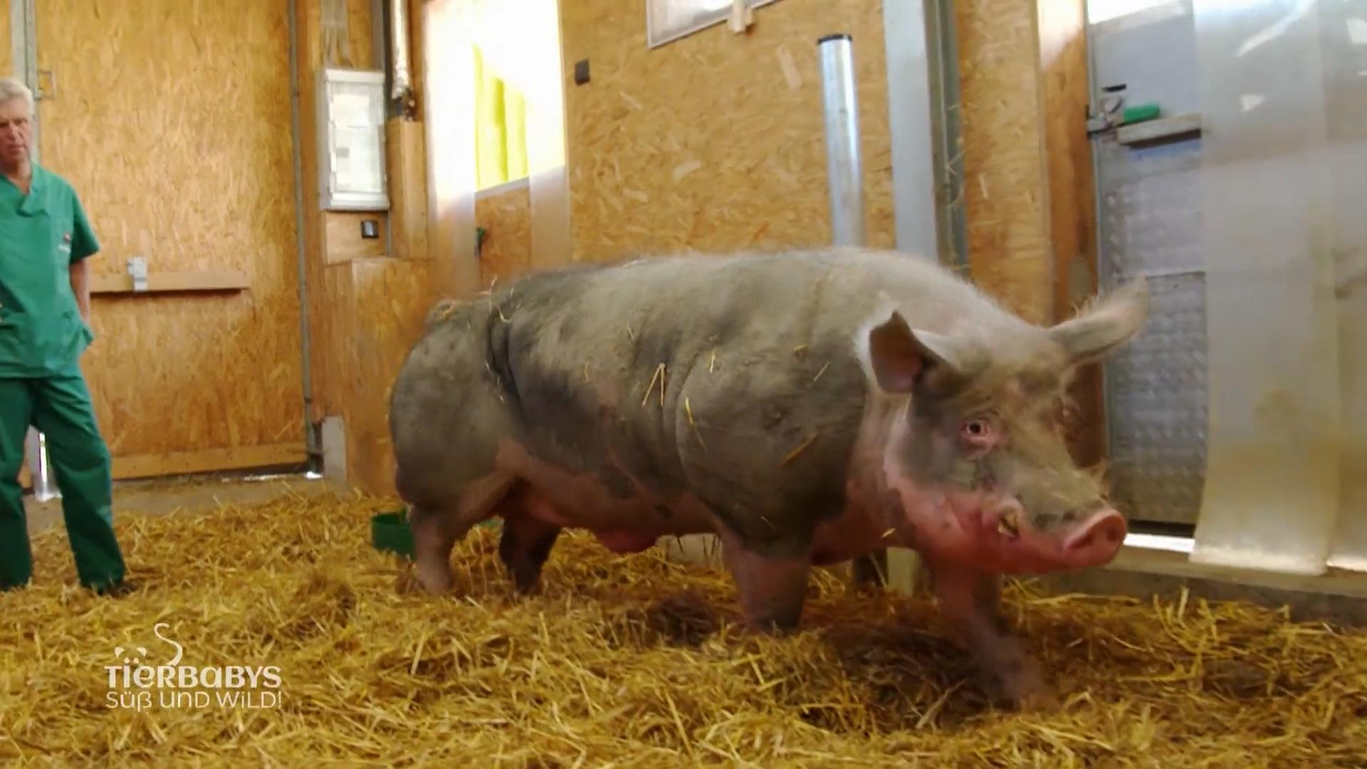 Von Schweineopa Hansi kann man viel lernen