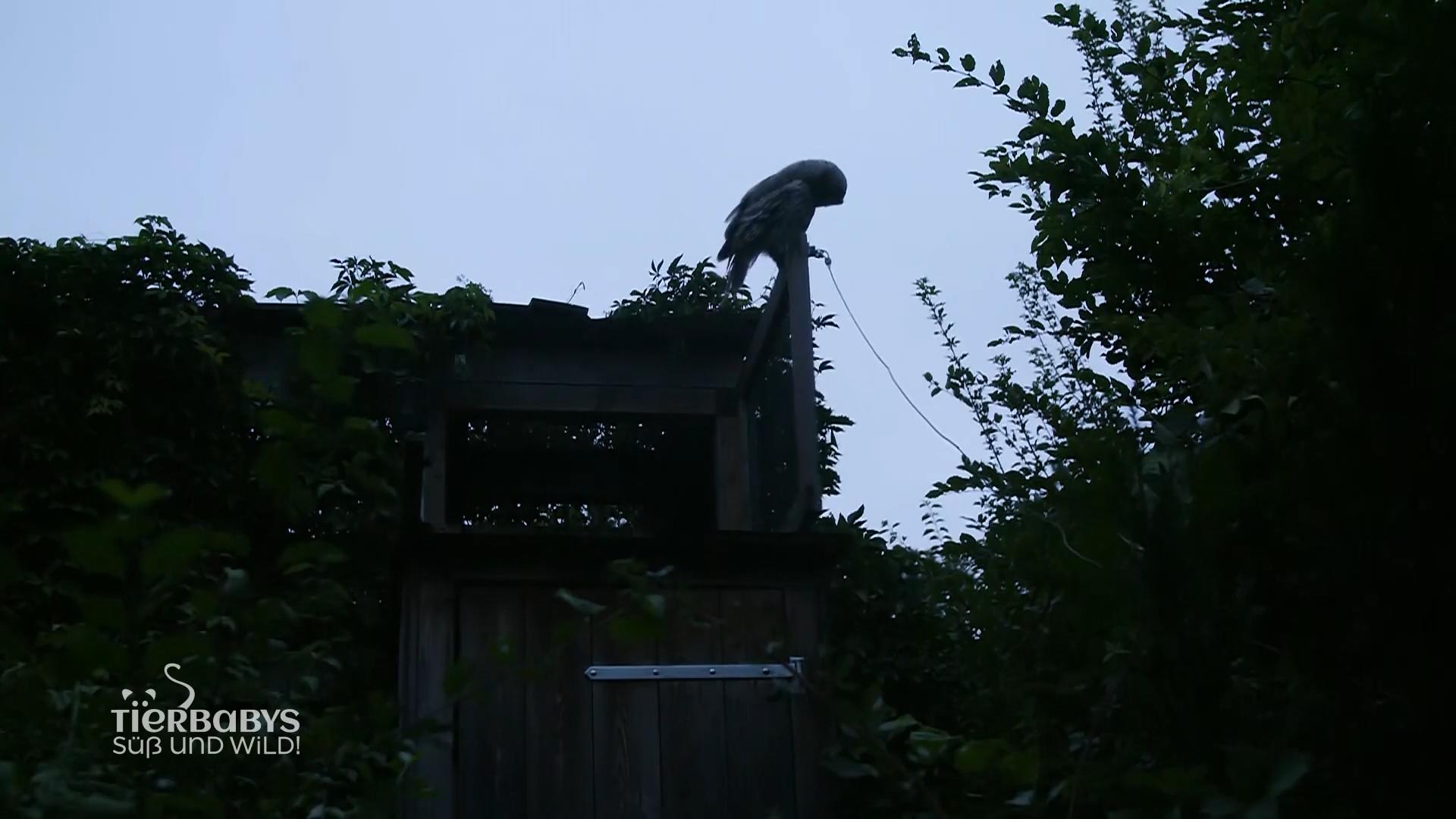 Auswilderung der Habichtskäuze im Wienerwald