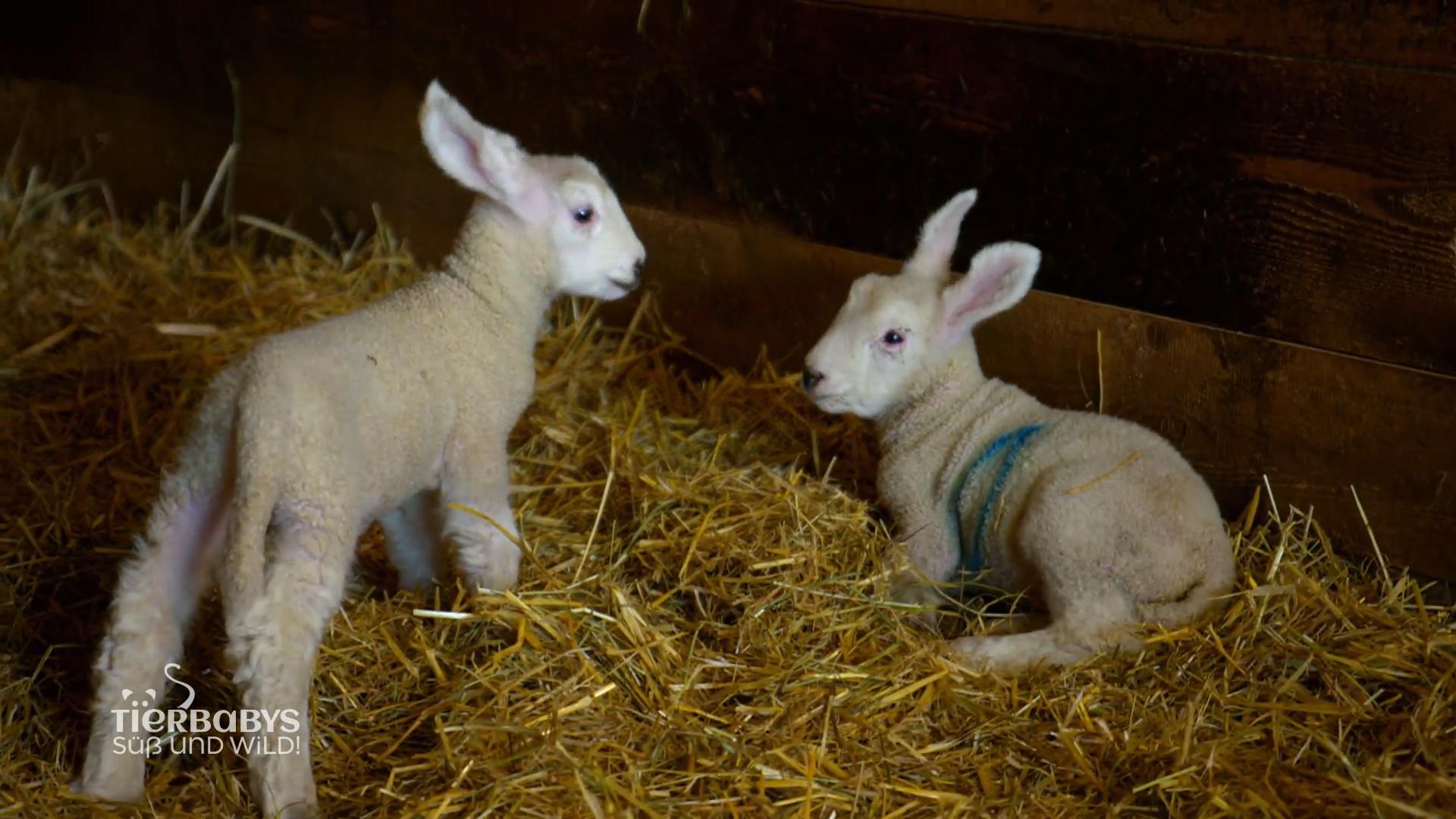 Die Lämmer dürfen zum ersten Mal auf die Weide
