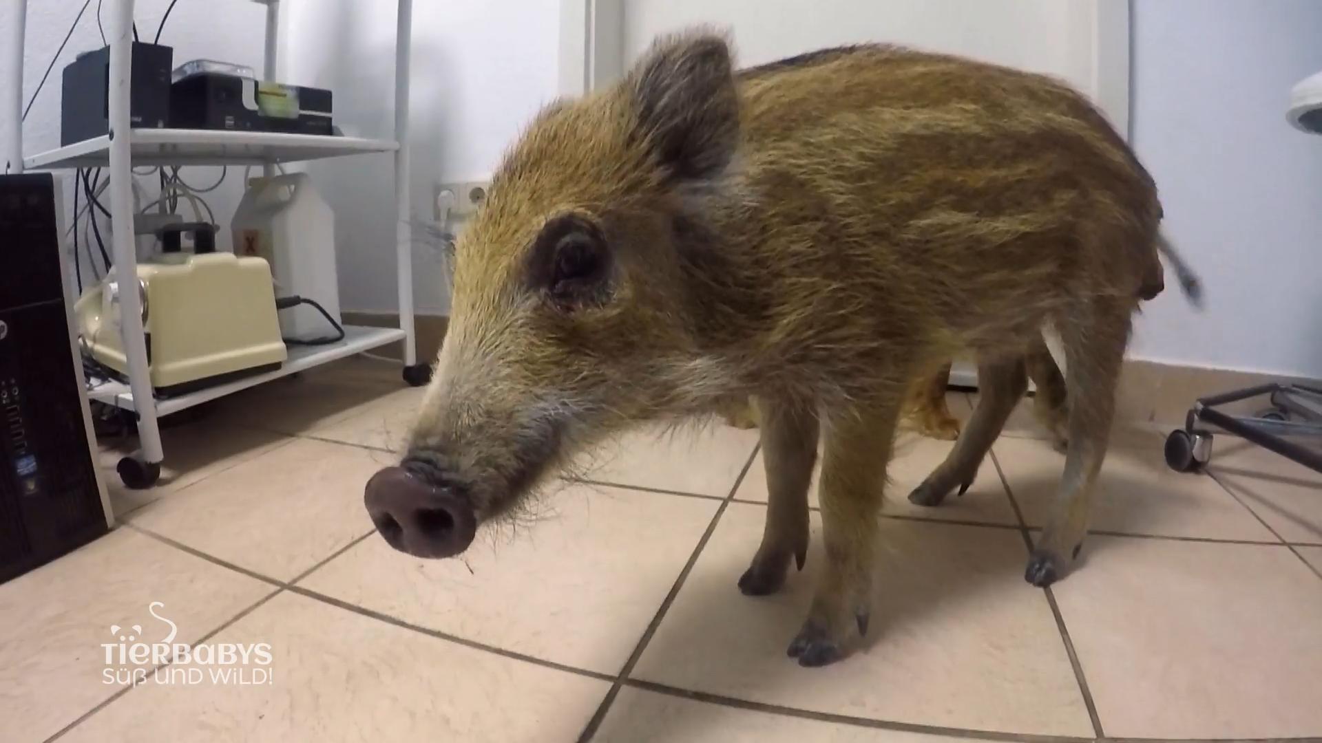 Das Wildschweinchen mischt die Arztpraxis auf