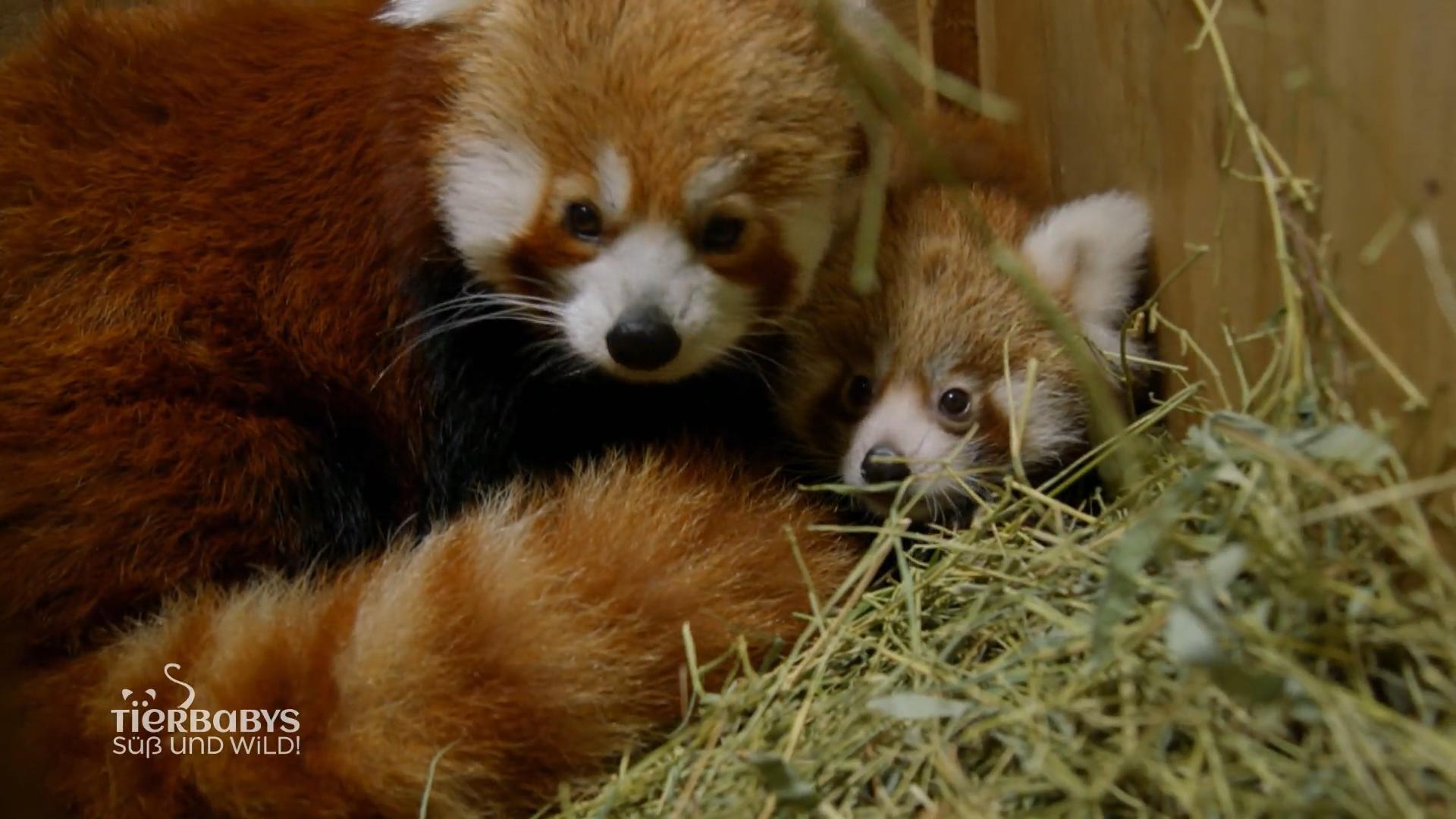 Im Bergzoo Halle gibt es Nachwuchs bei den roten Pandas