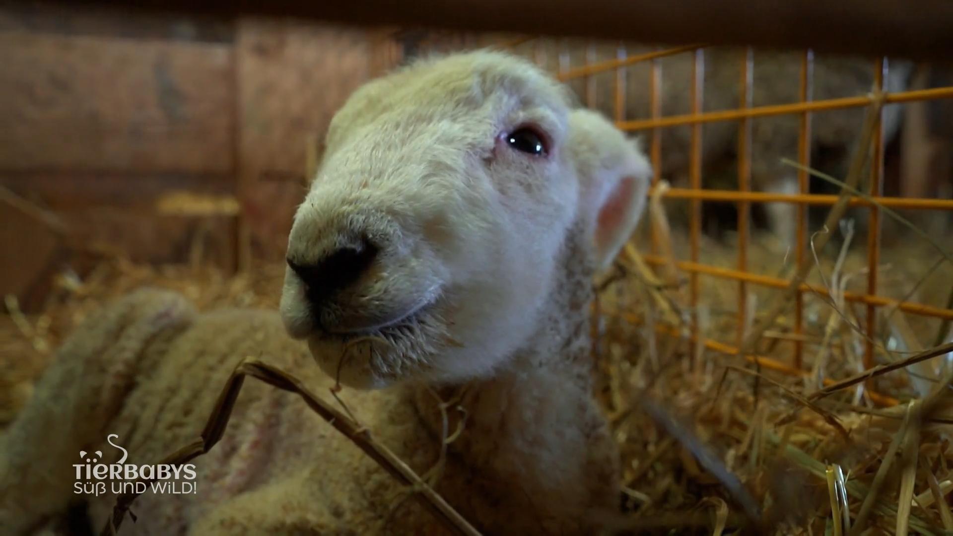 Die Lämmchen brauchen viel Zuwendung