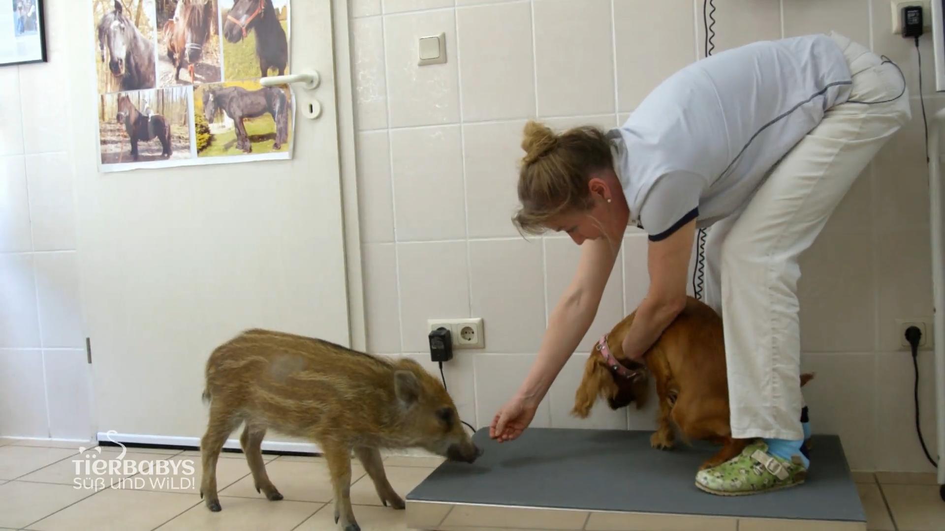 Kirsten versucht, Wildschwein Gerti zu wiegen