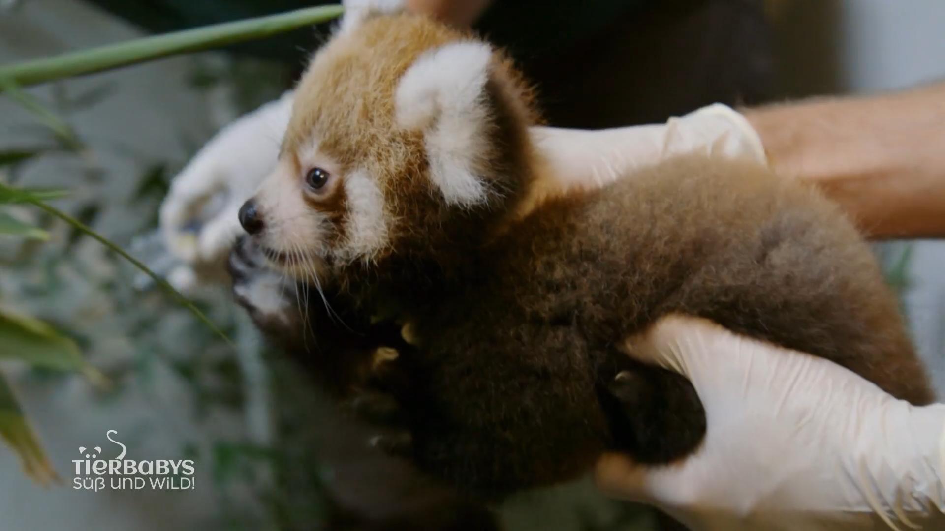 Wie reagiert das rote Panda-Baby?