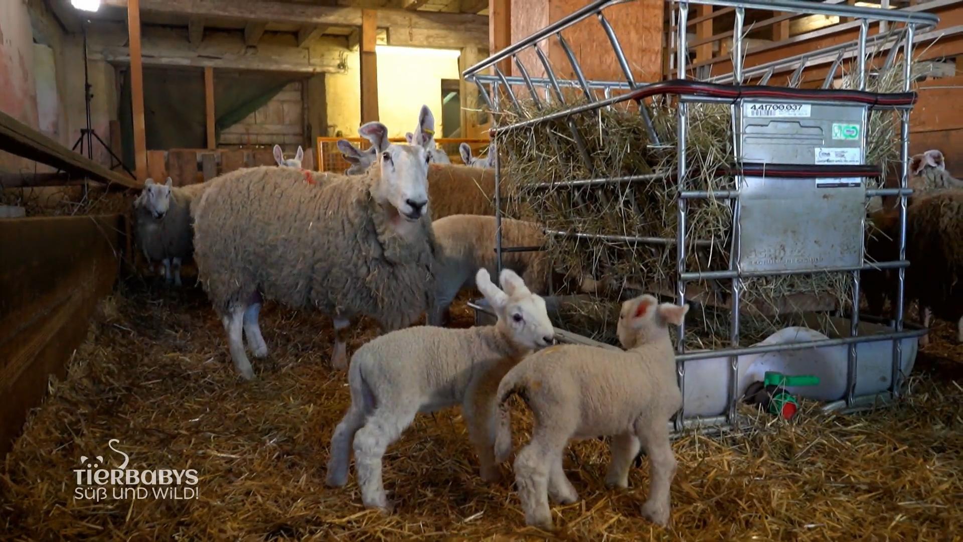 Tierärztin Laura Steffens kümmert sich um die Mutter