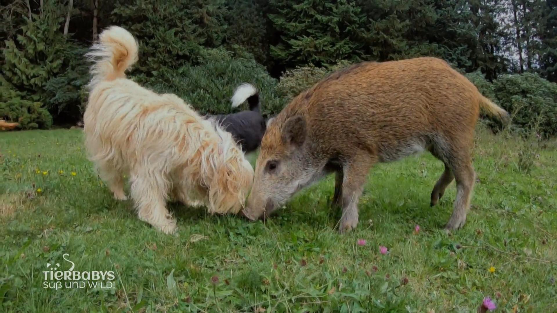 Das Wildschwein-Baby ist groß geworden