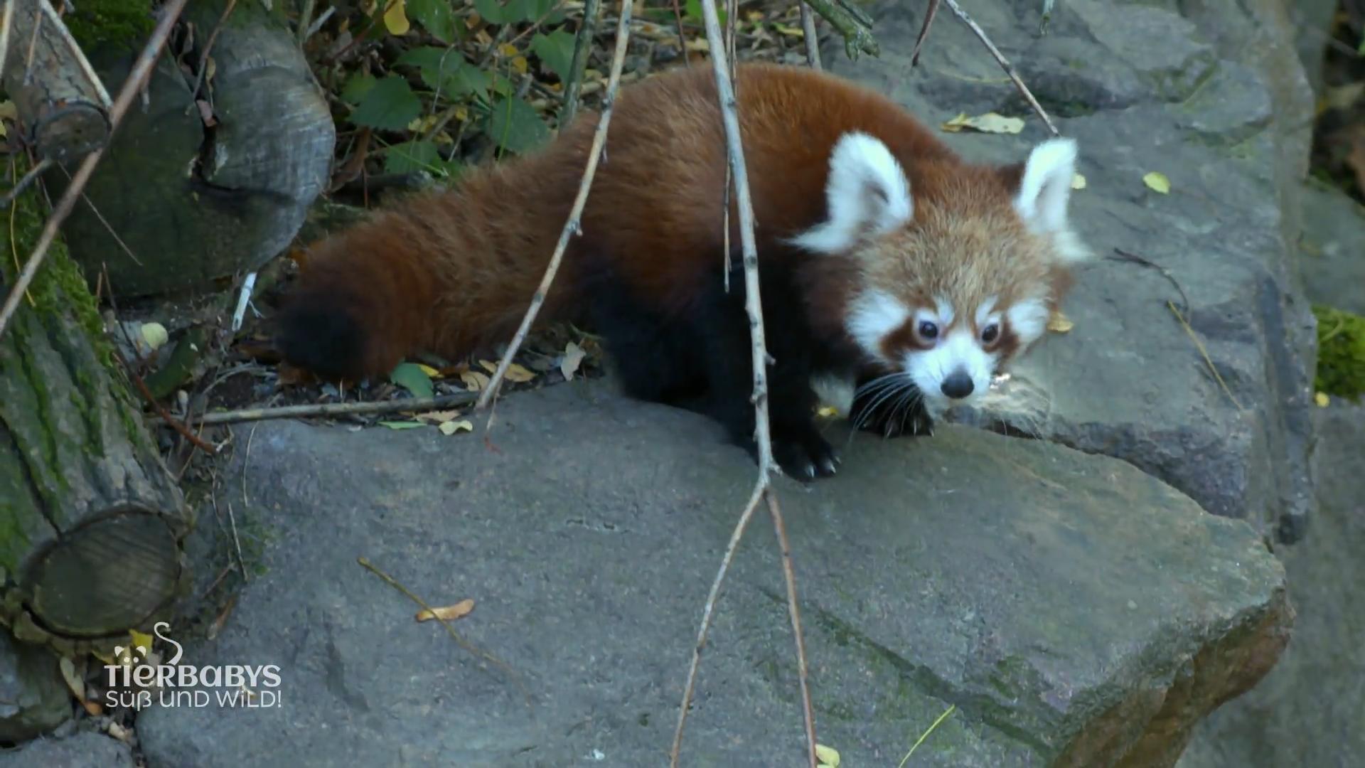 Das rote Panda-Baby lernt seinen Vater kennen