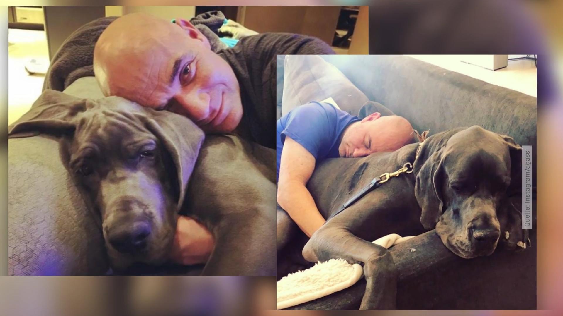 Steffi Graf & Andre Agassi: Ihre Dogge soll zugebissen haben