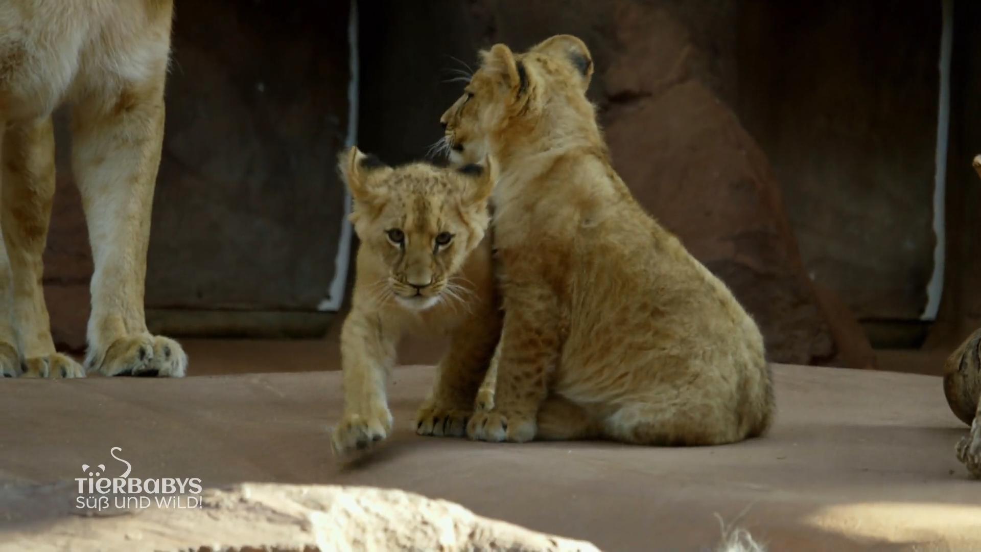 Makuti und Latika sind Löwenbabys im Erfurter Zoo
