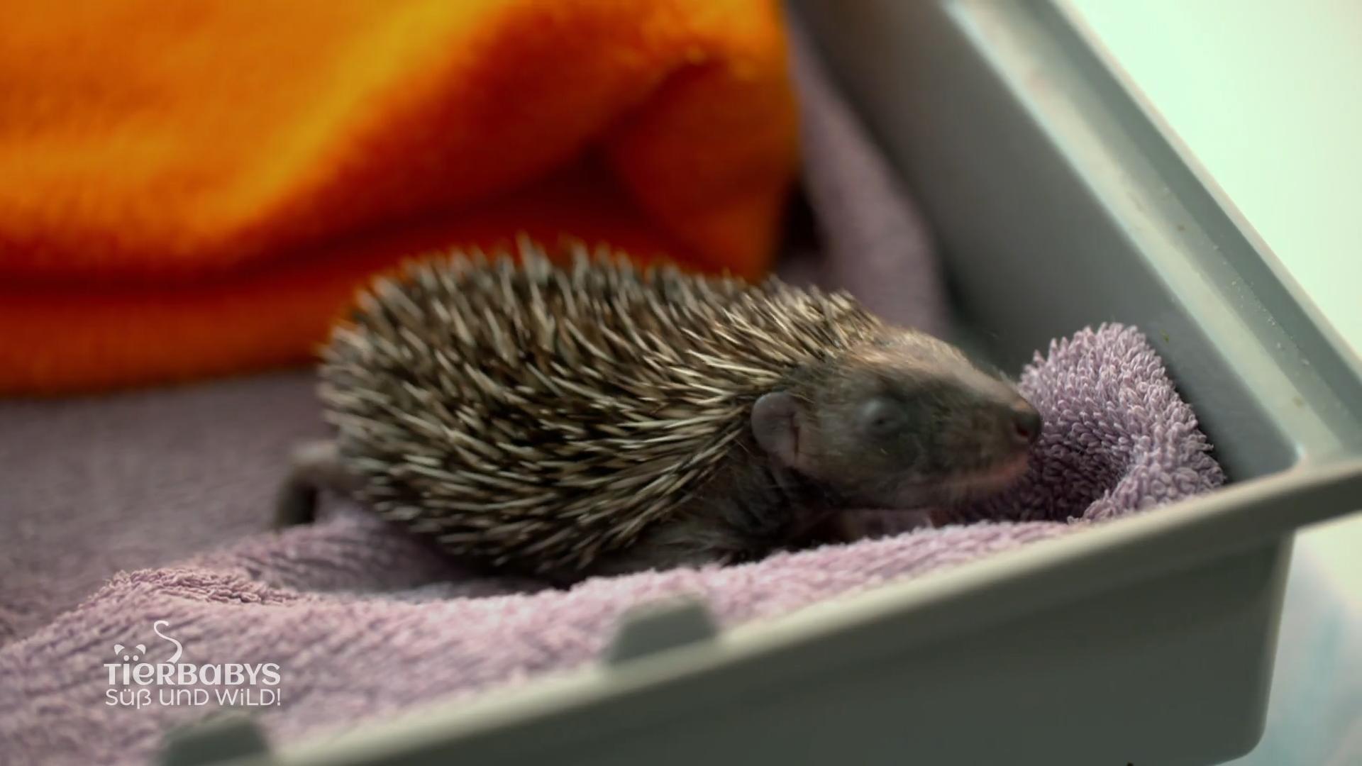 Stacheliger Tierbaby-Zuwachs