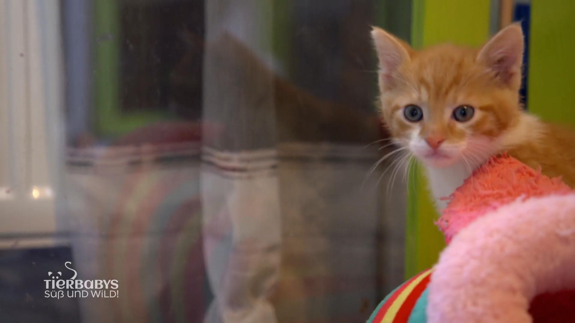 Ein Aufmerksamer Spaziergänger fand die Babys