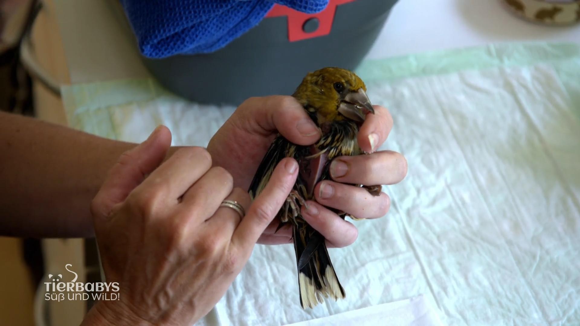 Auch Vögel sind bei der Wildtierstation Schäfer zu Gast