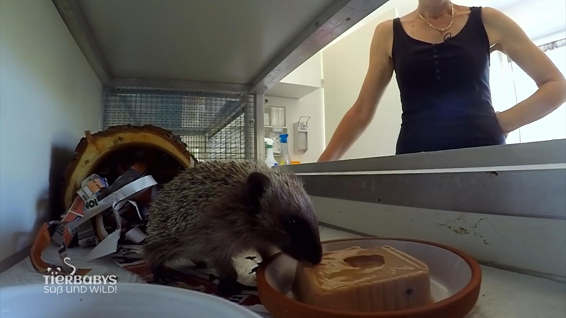 Von der Aufzuchtsmilch zum Nassfutter