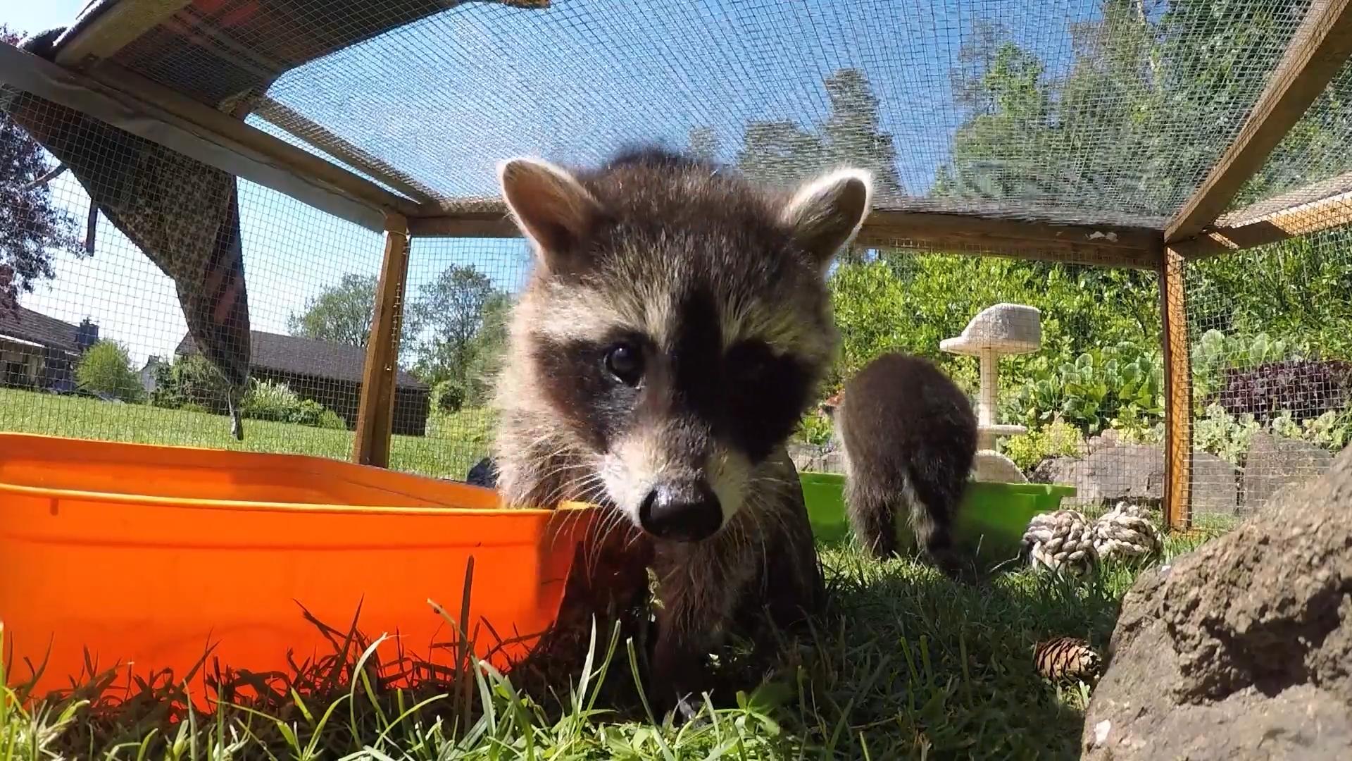 Neues Zuhause für süße Tierbabys gesucht