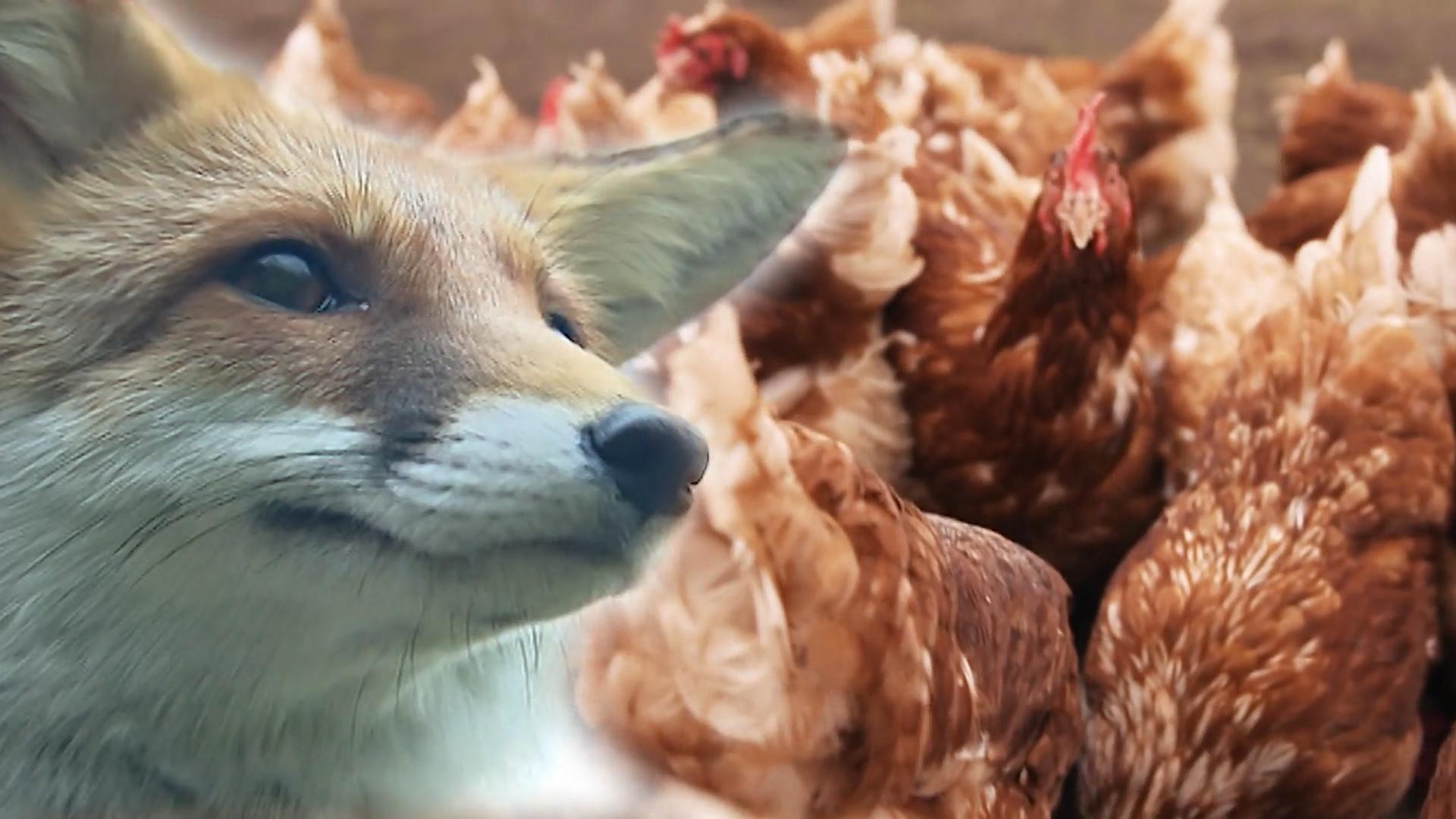 Hier stiehlt kein Fuchs mehr ein Huhn