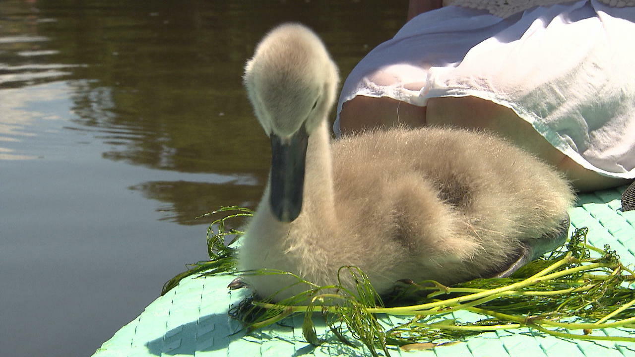 Schwanenbaby Titus: Mit dem Stand-Up Paddle schwimmen lernen