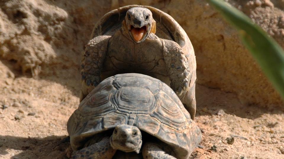 Diese Tiere treiben's wie wild