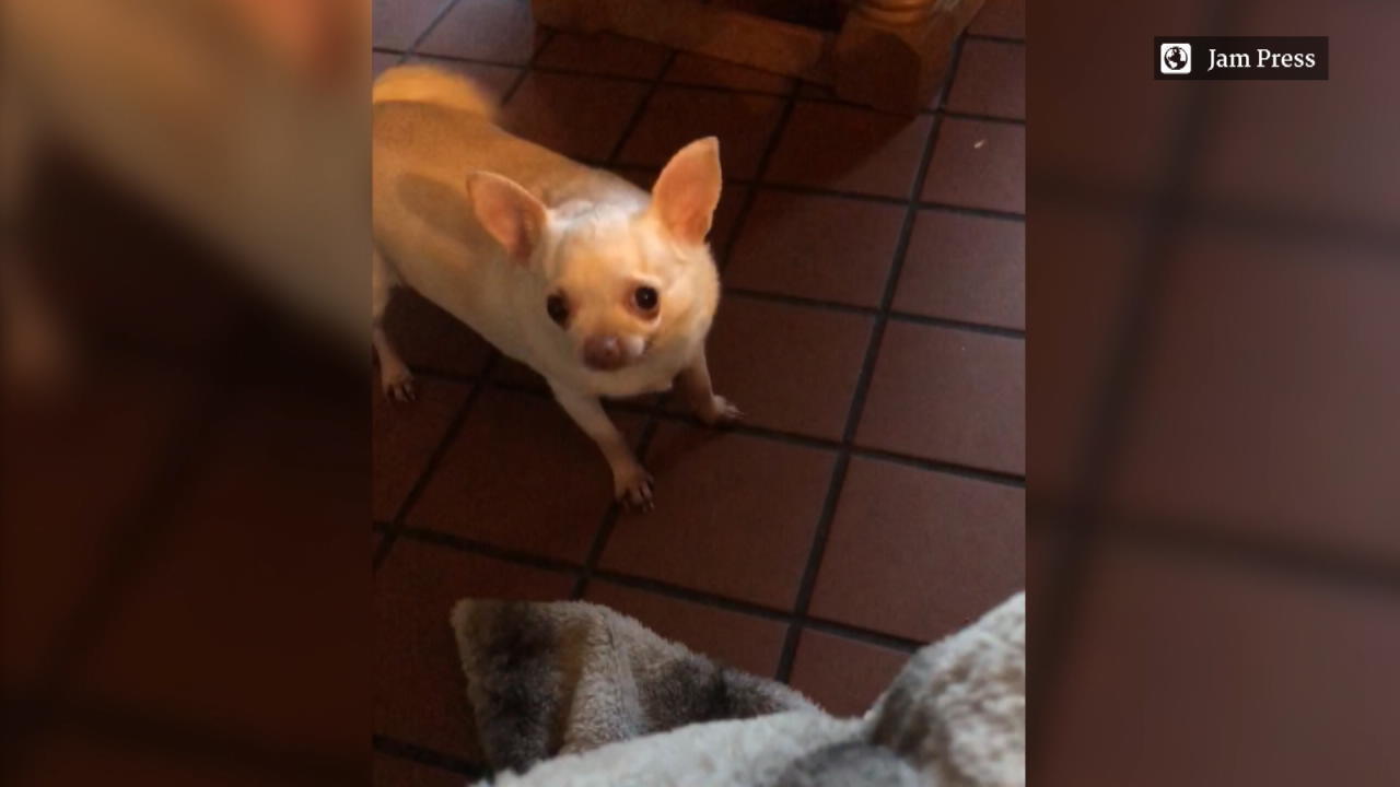 Wie bitte? Hund spricht mit perfektem britischen Akzent