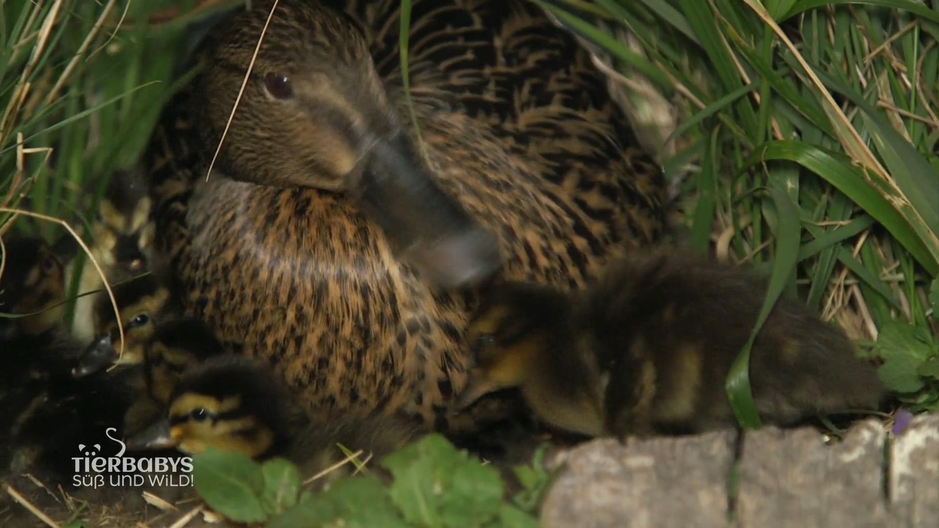 Entenmama Pauline hat Nachwuchs bekommen