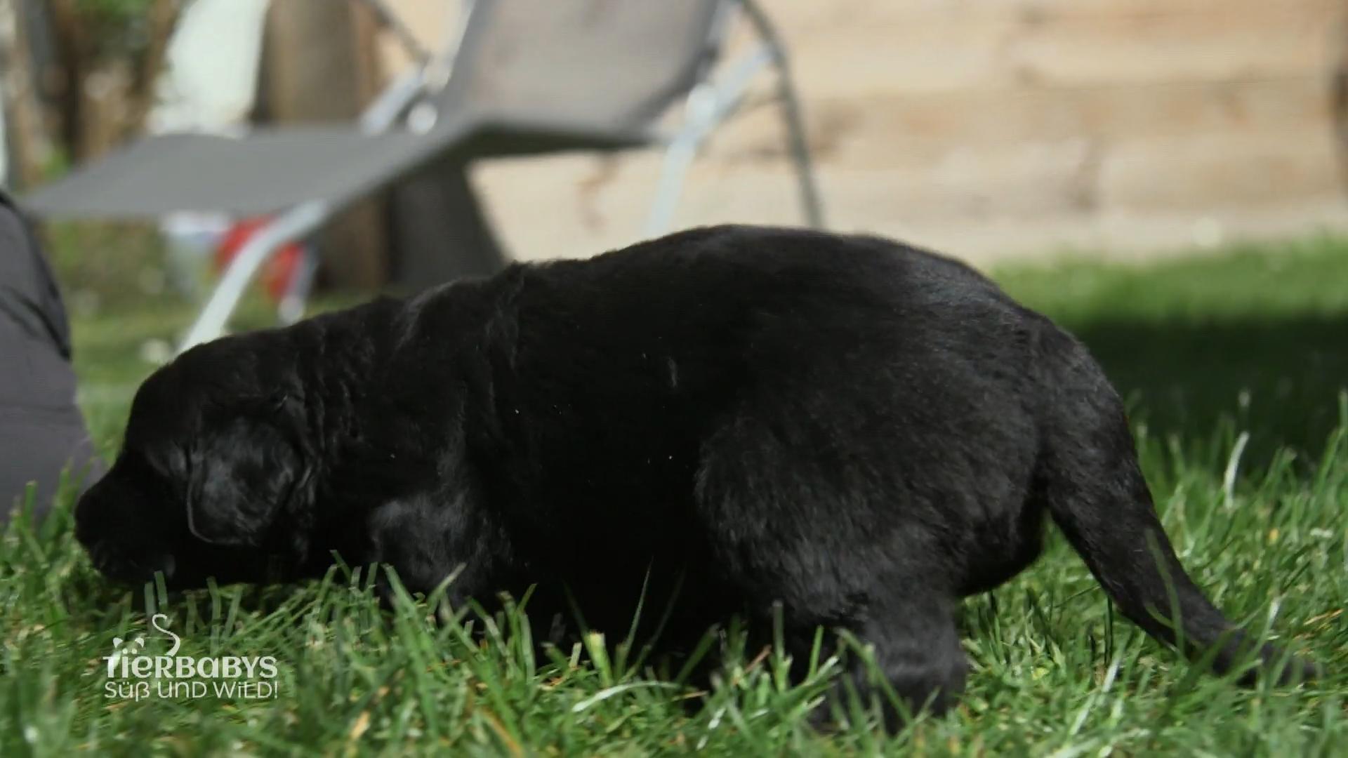 Abby ist das erste Mal im Garten: Ob es ihr dort gefällt?