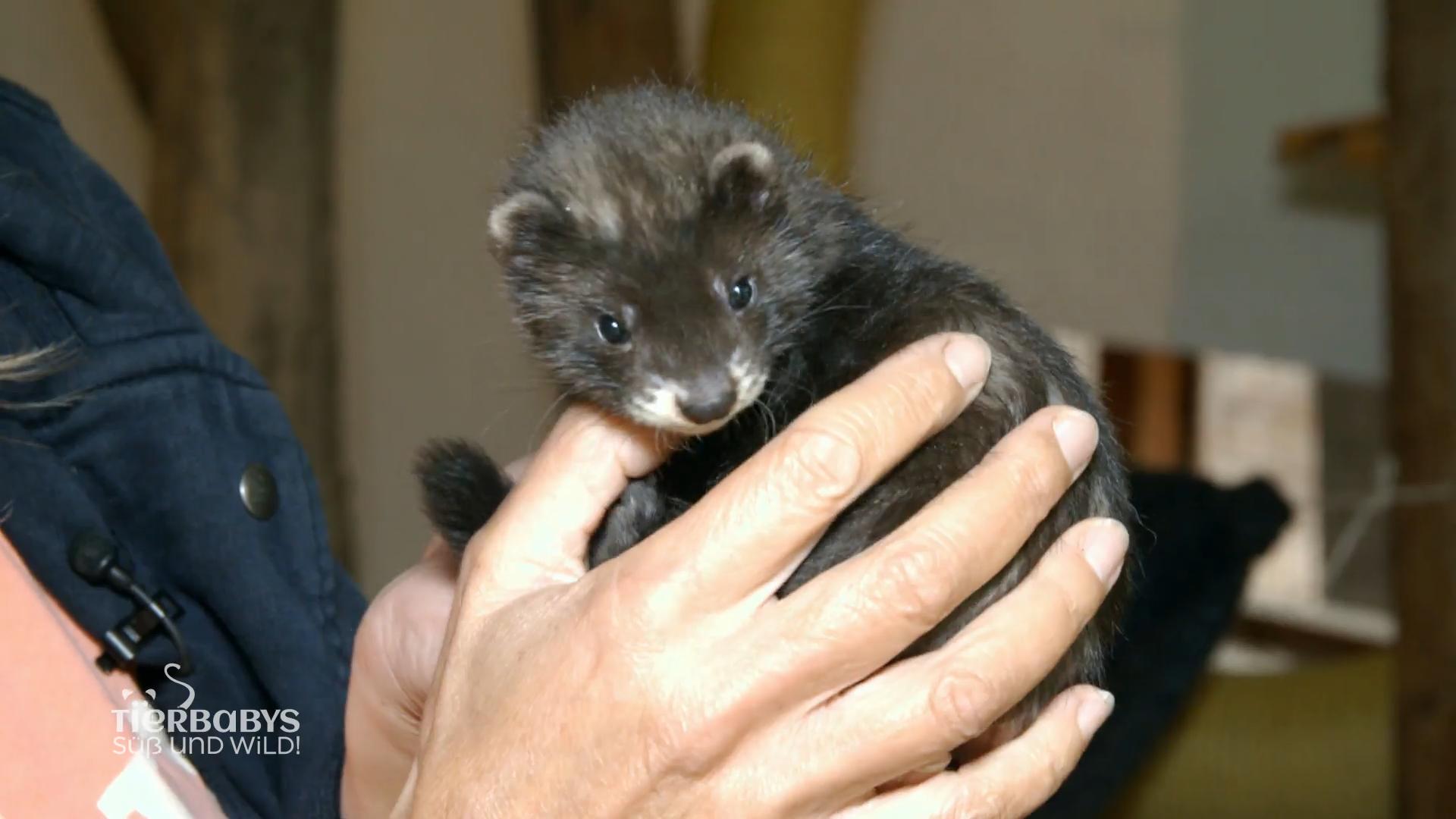 Nachwuchs im "Zoo der Minis"