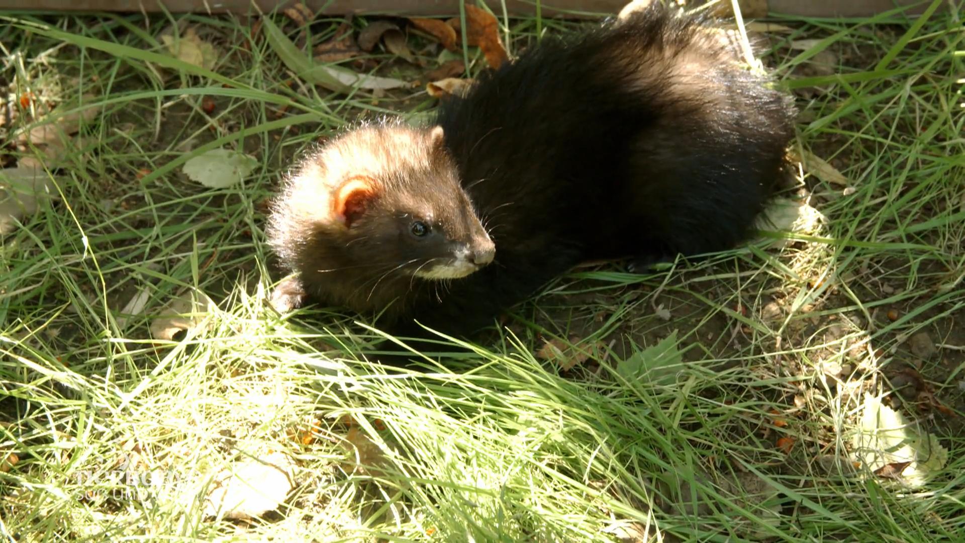 Entdeckerlust bei Familie Frettchen