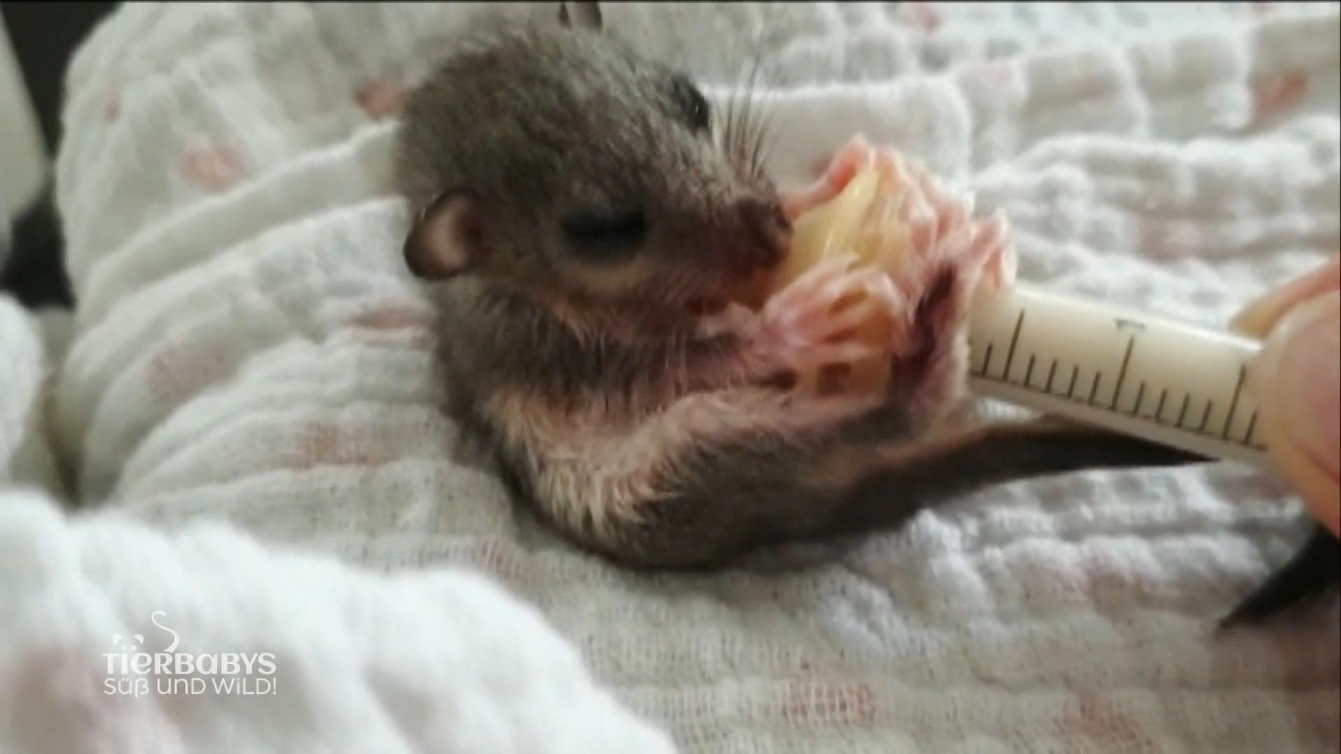 Baby-Siebenschläfer beim Wildtierwaisenschutz