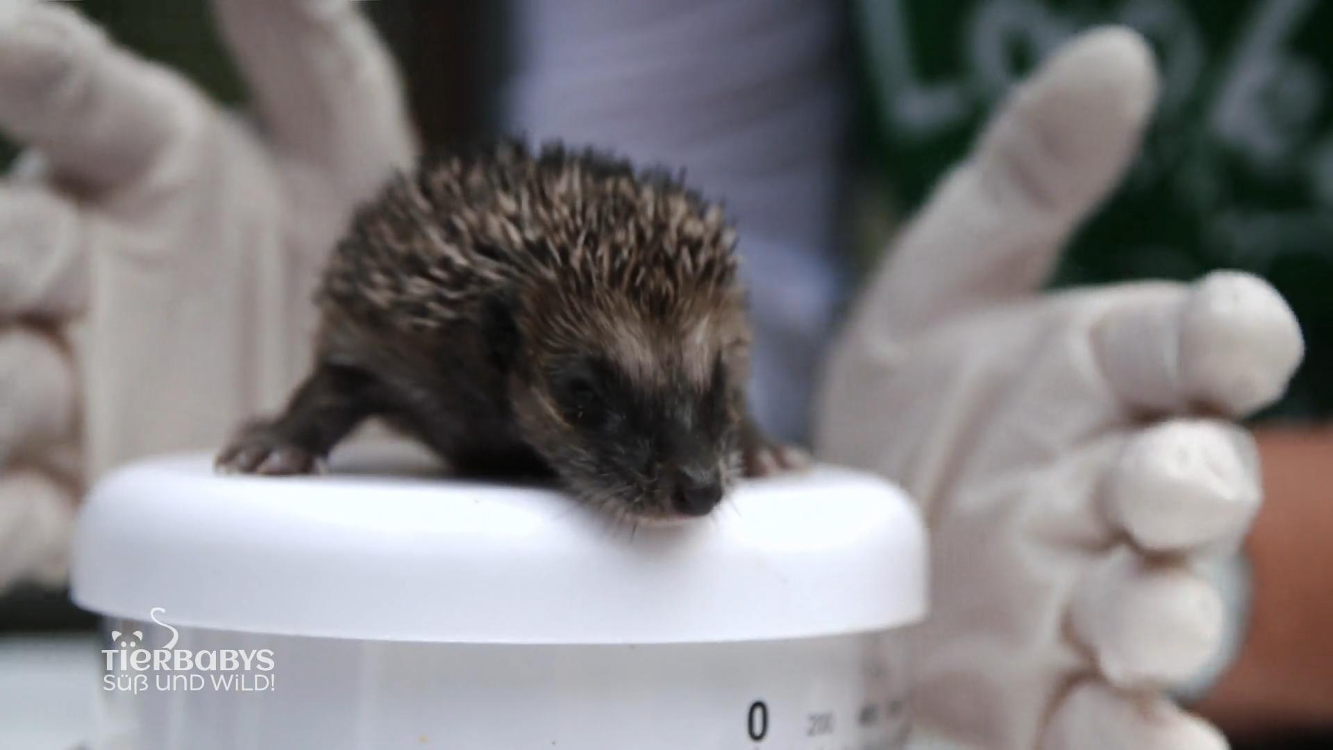 Wiegetag für Lilo und Stitch