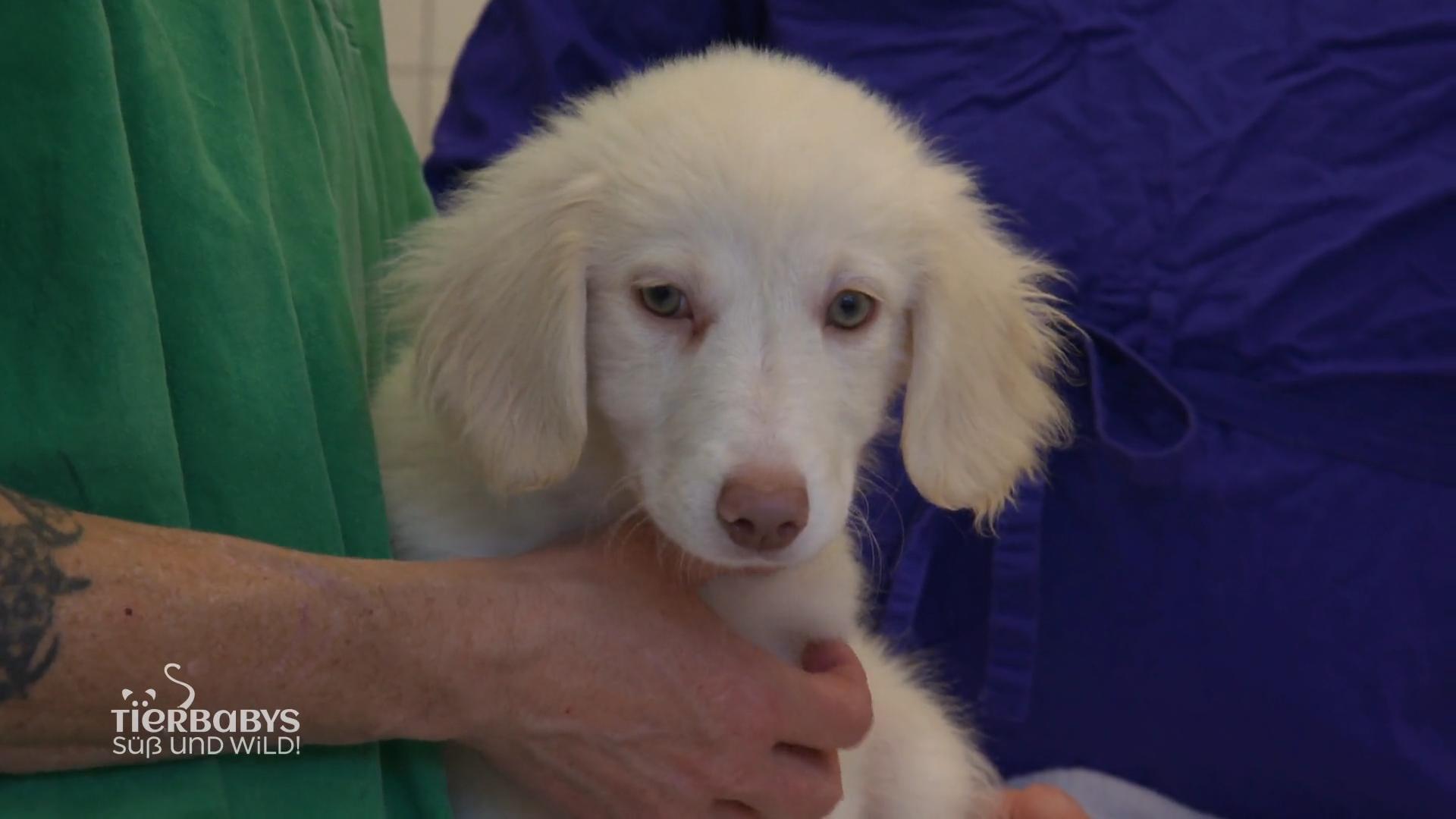 Gleich 27 Hundebabys im Tierheim Ulm!