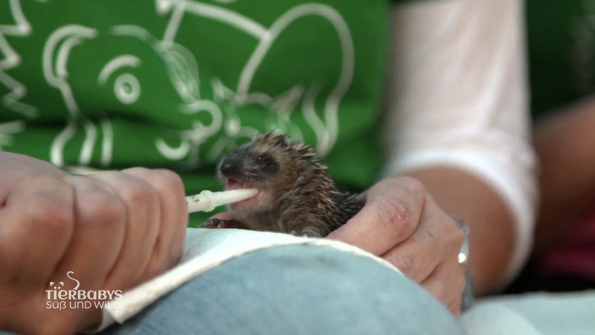 Igel-Ersatzmama ist ein Fulltime Job!