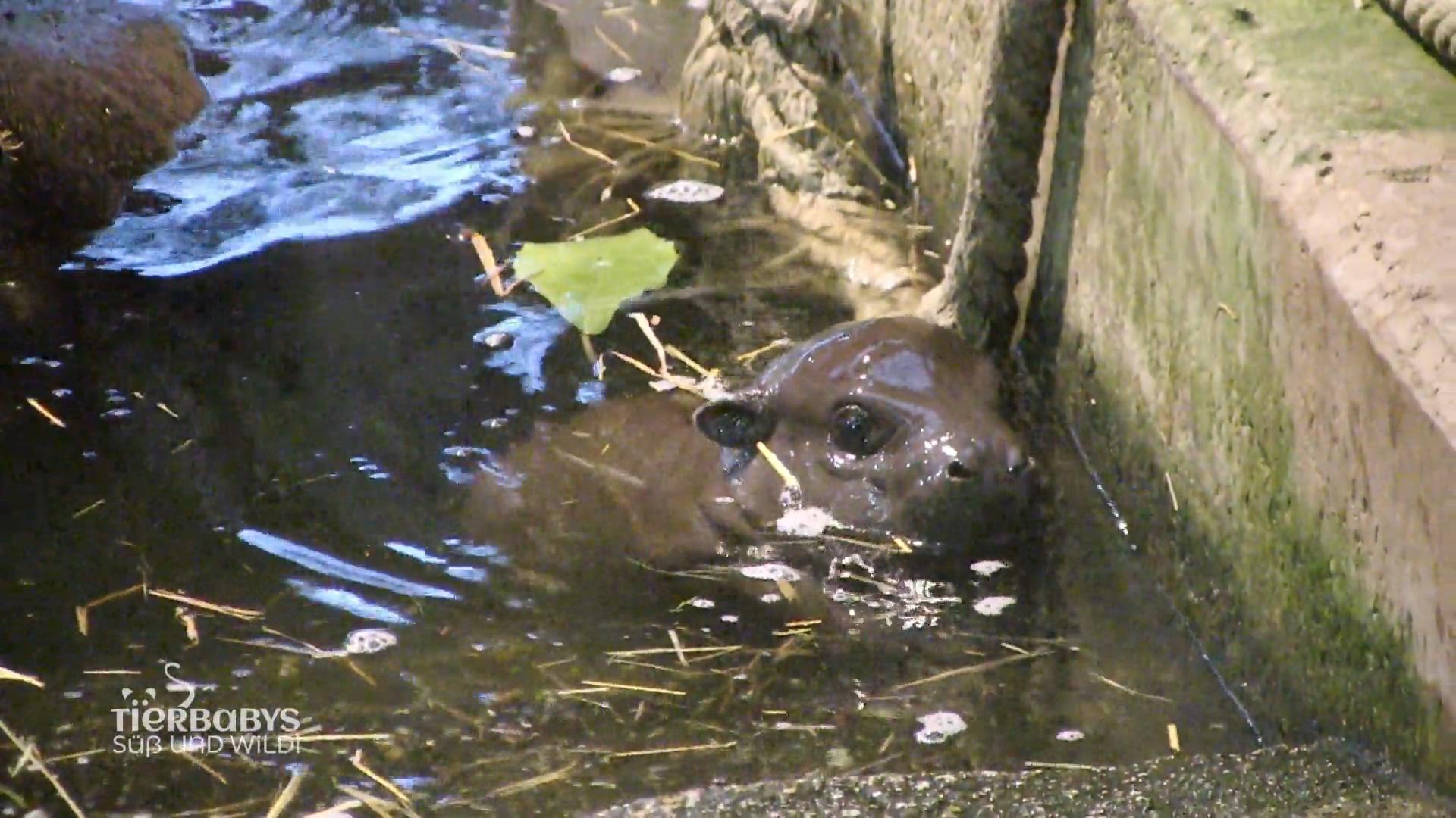 Zwergflusspferd-Baby in seinem Element!