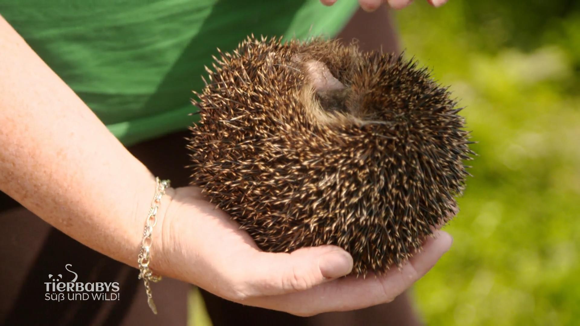 Die Sorgenkinder namens Igel